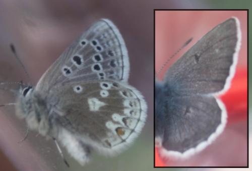 Plebejus glandon